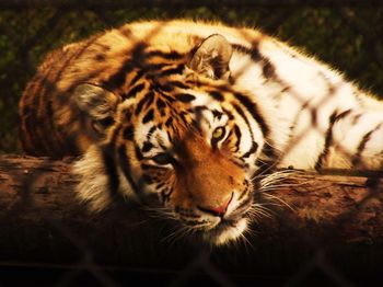 Close-up of a tiger