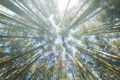 Low angle view of trees in forest