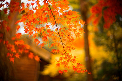 Close-up of maple leaves on tree during sunset