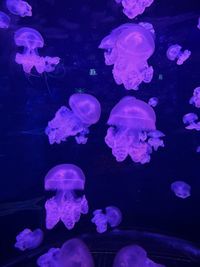 jellyfish
