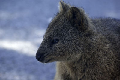 Close-up of quokka