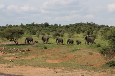 Elephants walking on field at kruger national park