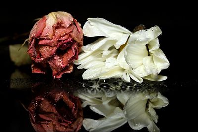 Close-up of rose on black background