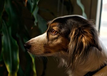 Close-up of dog looking away