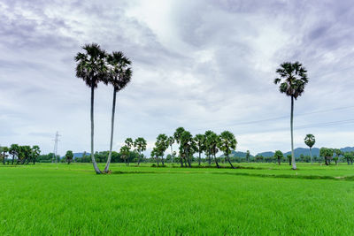 Low angle view of trees on field against sky