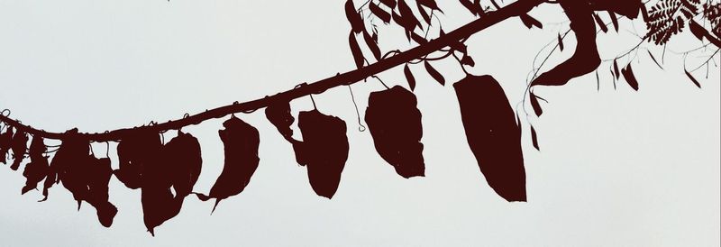 Low angle view of clothes drying against sky