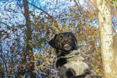 Low angle view of dog looking away