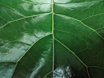 Full frame shot of green leaves