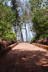 Narrow walkway along trees