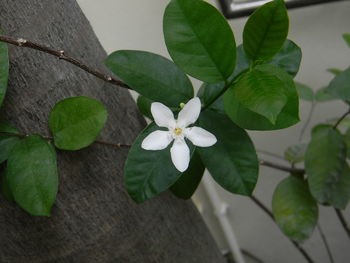 High angle view of frangipani blooming outdoors