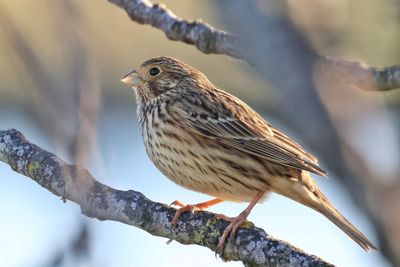 Close-up of bird perching on branch