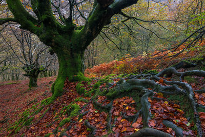 Trees in forest during autumn