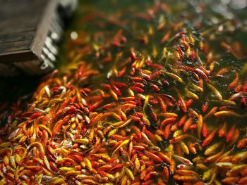 High angle view of fishes swimming in lake