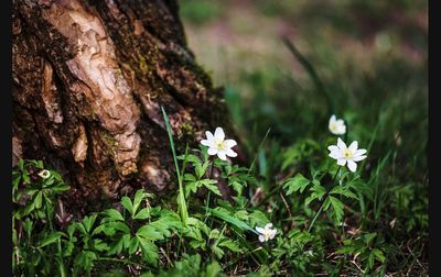 Close-up of white flowering plant