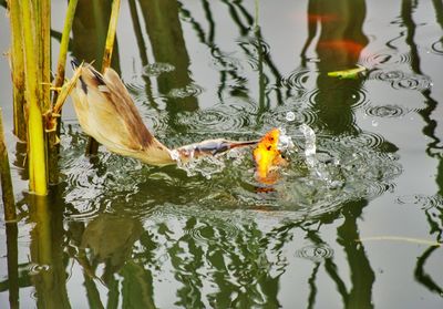 Close-up of fish swimming in lake