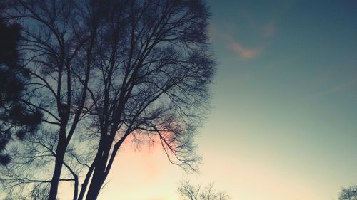 Low angle view of bare tree against sky