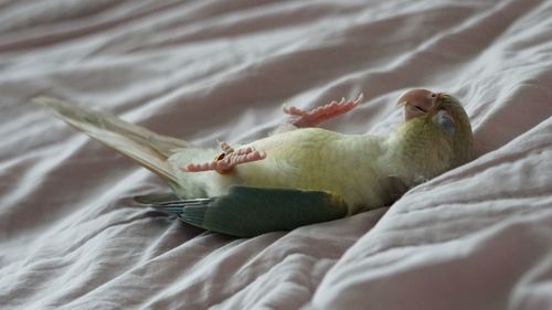 Close-up of an animal lying on bed