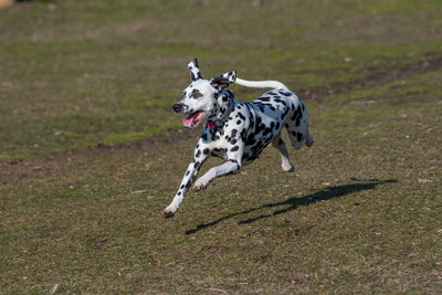 Dog running on grassy field