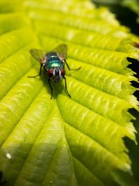 Close-up of fly on leaf