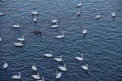 High angle view of swans in lake