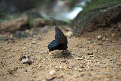 Close-up of bird on ground