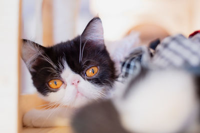 Close-up portrait of cat at home