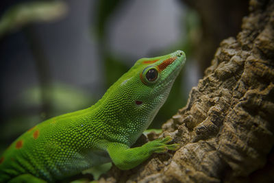 Close-up of green lizard