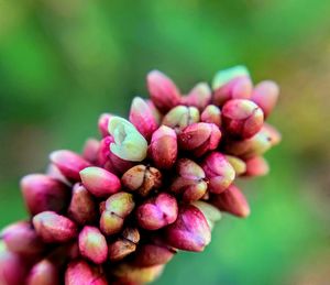 Close-up of grapes growing outdoors