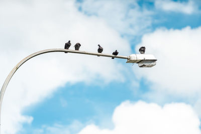 Low angle view of birds perching on the sky