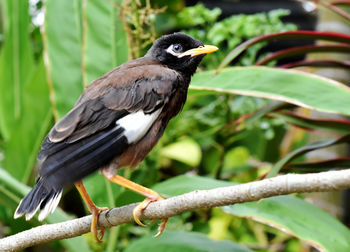 Close-up of bird perching on branch