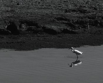 High angle view of gray heron perching on floor