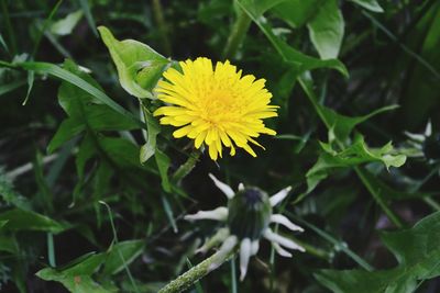 Close-up of yellow flower blooming outdoors