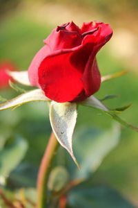 Close-up of red rose