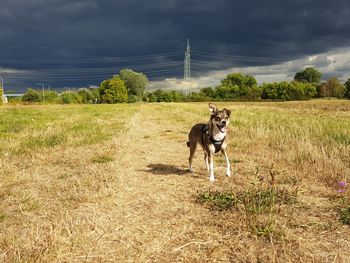 View of a horse on field