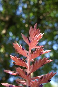 Close-up of red leaves