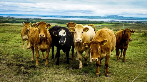 Cows standing in field