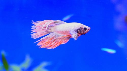 Close-up of fish swimming in aquarium