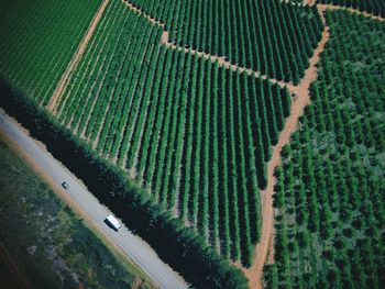 Full frame shot of agricultural field