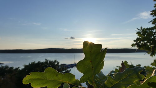 Close-up of plant against sky