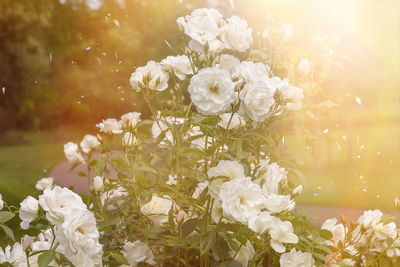 Close-up of white flowers