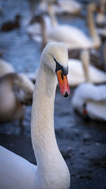 Close-up of swan swimming in lake