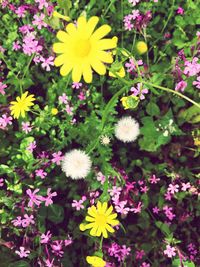 Close-up of flowers blooming outdoors