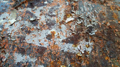 Full frame shot of lichen on tree trunk