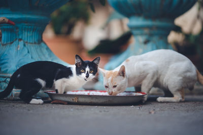 Cats resting