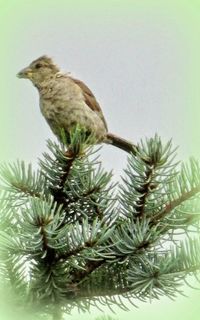 Low angle view of palm trees
