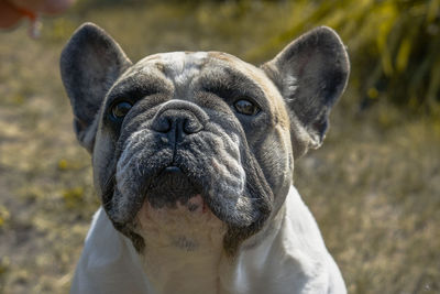 Close-up of dog looking at camera