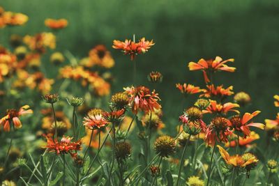 Close-up of flowers blooming outdoors