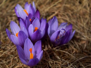 Close-up of purple crocus flowers on field