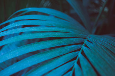 Blue palm leaf close up. abstract palm blue texture. tropical background. 