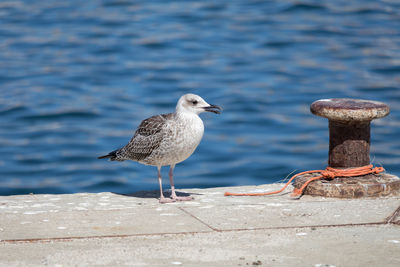 Seagull perching on retaining wall